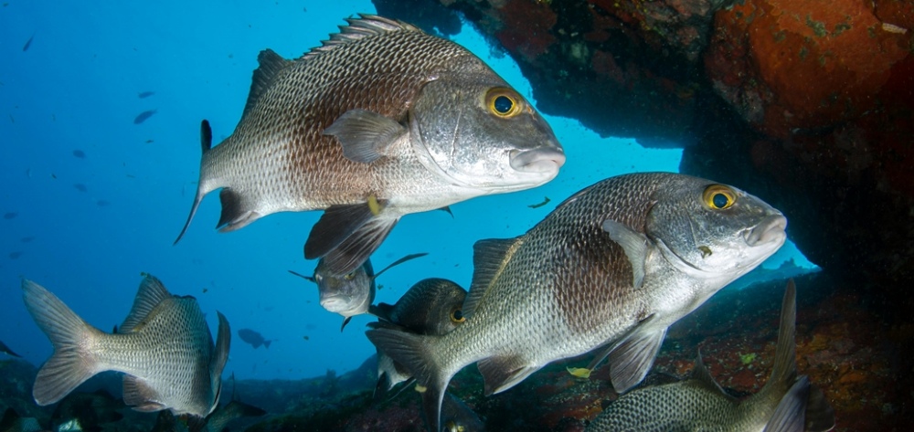 Photo of a school of fish Photo of a school of fish