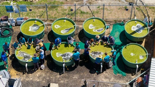 Drone shot of Seeds for Snapper tubs