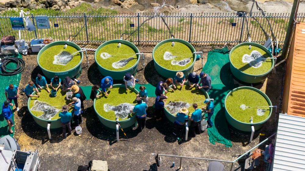 Seeds for Snapper 2025