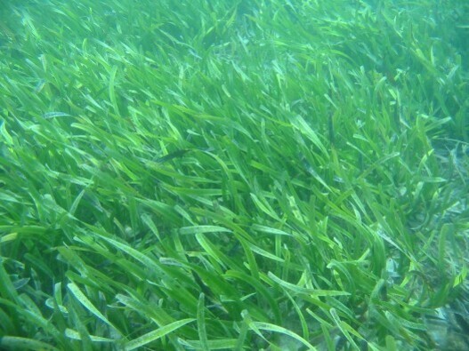 Underwater photo of the P.australis Seagrass in Cockburn Sound.