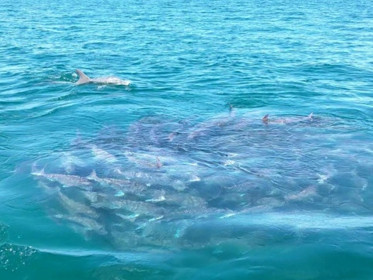 Photo of a dolphin chasing pink snapper.