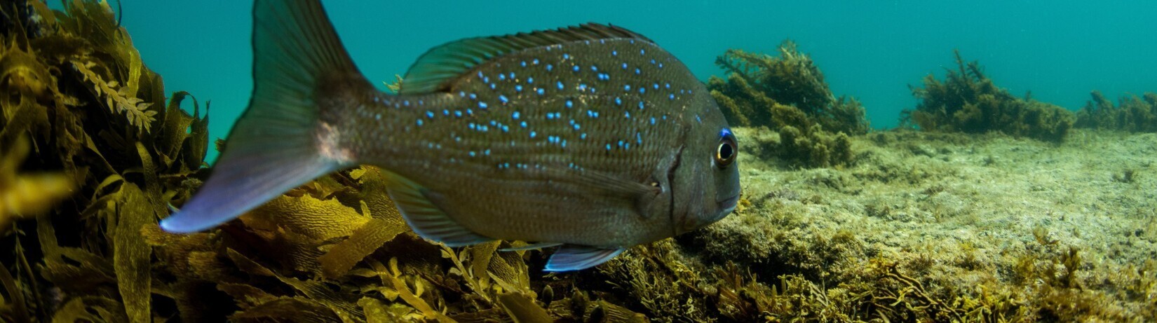 Underwater photo of fish in sea