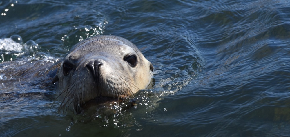 Sea lion with face out of the water Kwinana