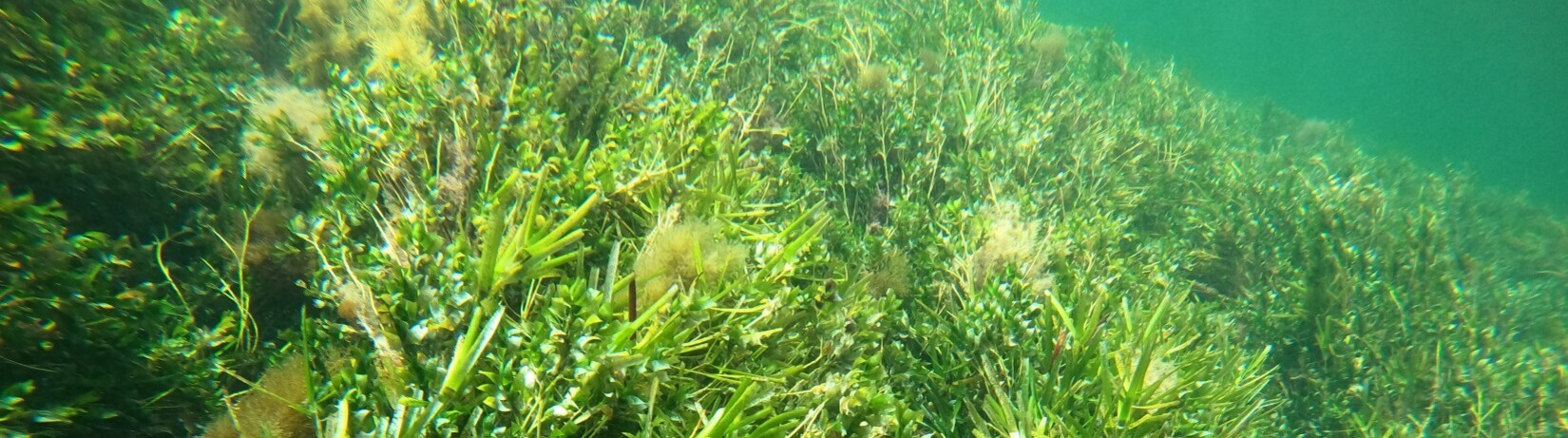 Underwater photo of Amphibolis seagrass