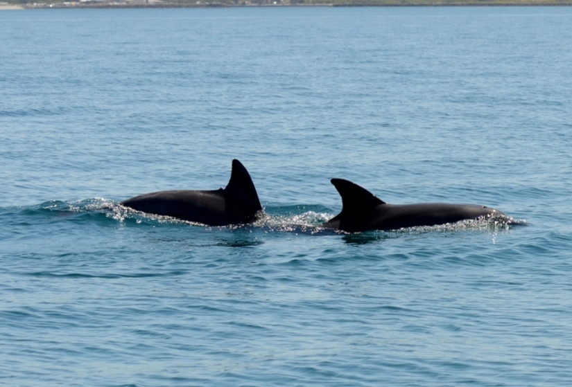 Two adult male dolphins in the ocean