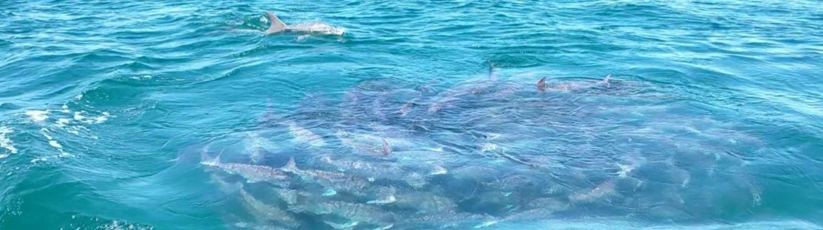Photo of a dolphin chasing pink snapper.