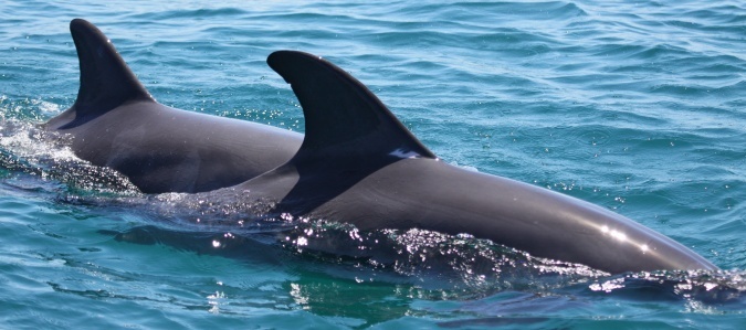 Photo of dolphins in the waters of Cockburn Sound.