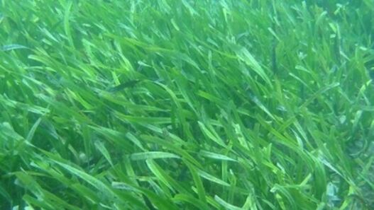 Underwater photo of seagrass.