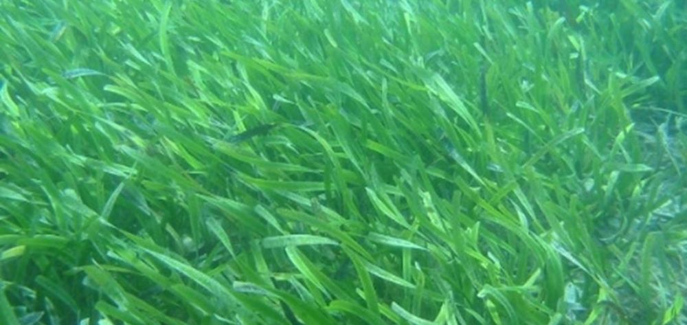 Seagrass