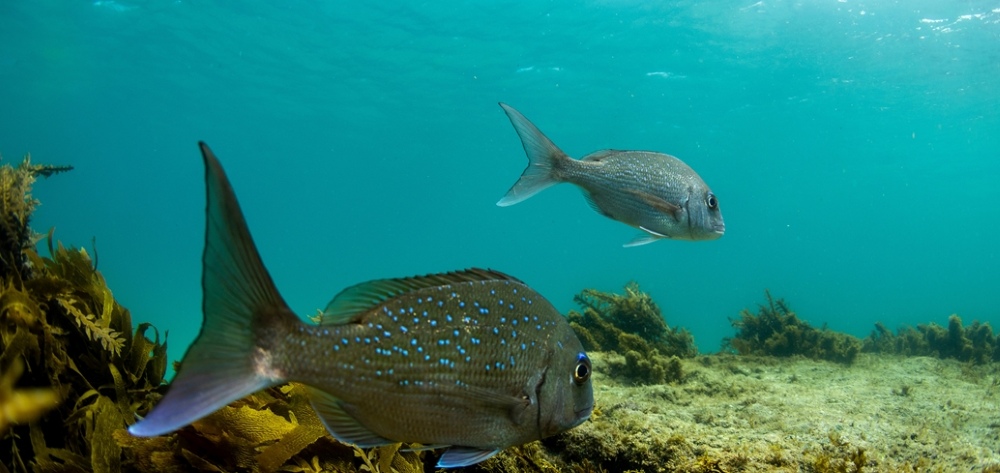 Fish in the sea