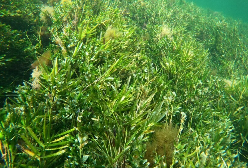 Underwater photo of Amphibolis seagrass
