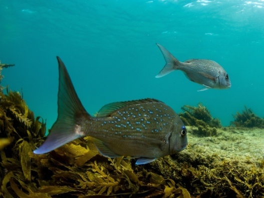 Underwater photo of fish in the sea.