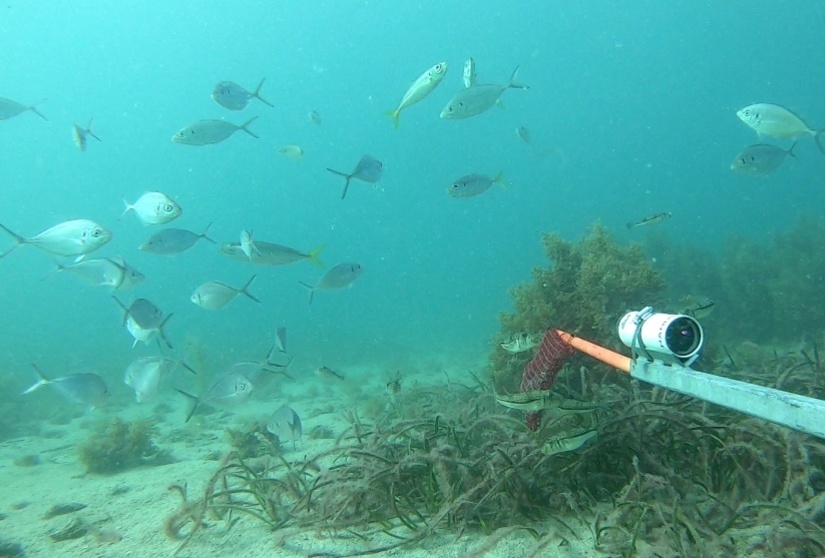 Underwater photo of marine research with snapper and seagrass in frame