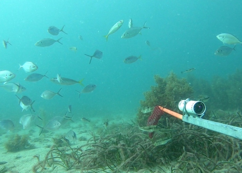 Underwater photo of marine research with snapper and seagrass in frame