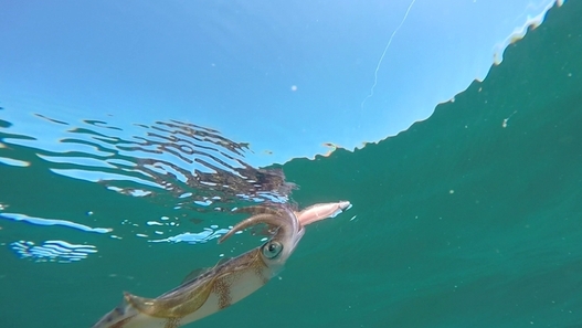 Underwater photo of sea life in the Cockburn Sound.