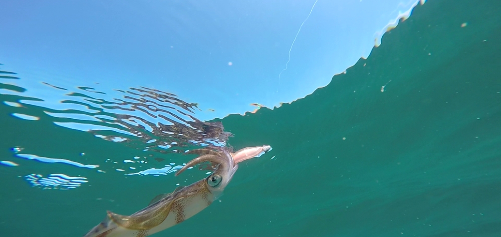 4.2.2 Zooplankton in Cockburn Sound