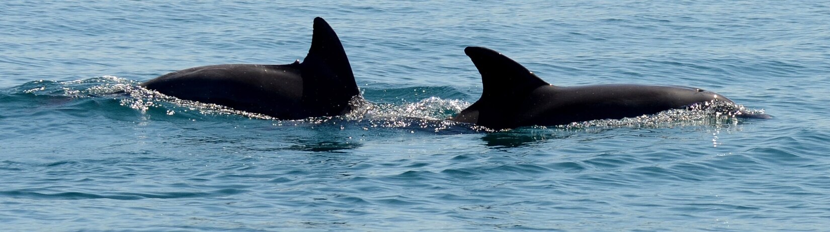 Bottomslice and Blackwall - Two adule males from the SSwan Canning Riverpark seen in Cockburn Sound