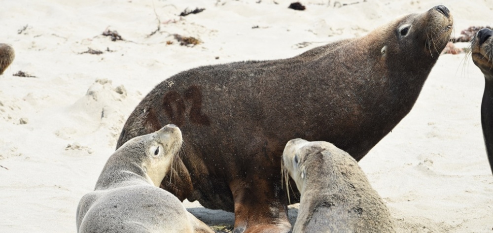 Sea lion with young - Kelly Waples Sea lion with young - Kelly Waples