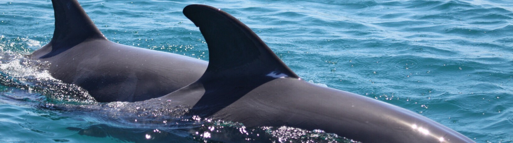 Photo of dolphins in the waters of Cockburn Sound.