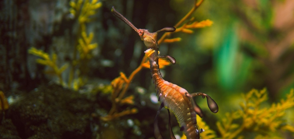 Syngnathids - Seahorses and sea dragons Syngnathids - Seahorses and sea dragons