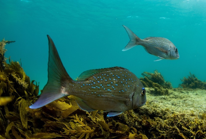 Underwater photo of fish in sea