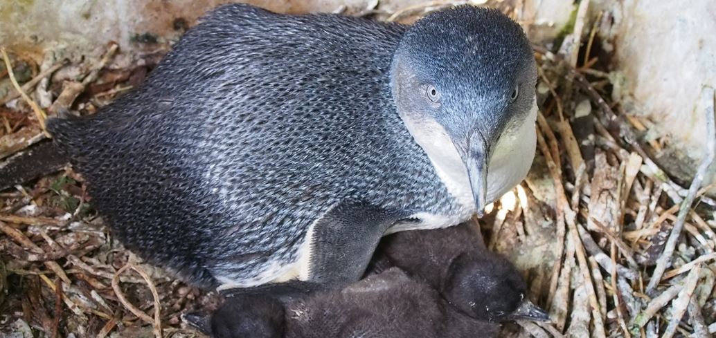 Little penguins in a nest