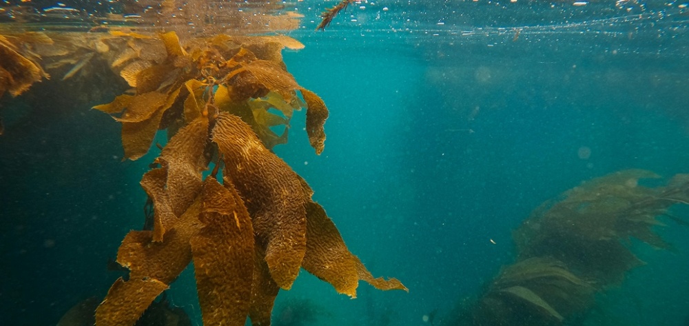 Seagrass in the water Seagrass in the water