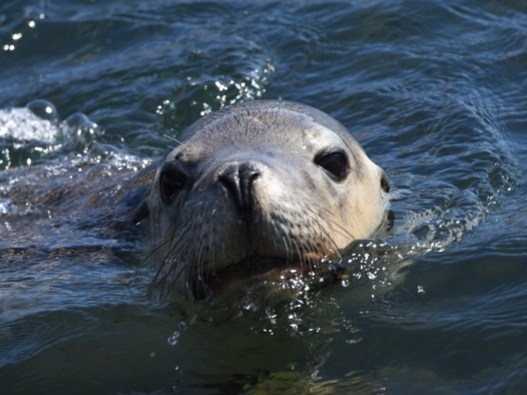 Photo of a sea lion poking its head above the seawater.