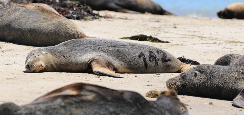 Sea lions on the beach - Kelly Waples Sea lions on the beach - Kelly Waples