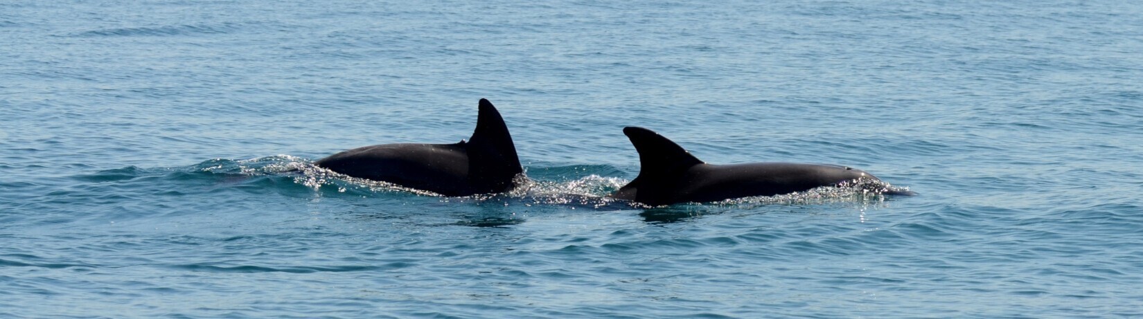 Two adult male dolphins in the ocean