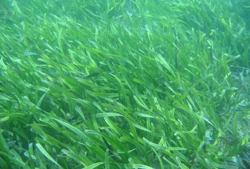 Underwater photo of Posidonia Australis Seagrass in the Cockburn Sound.