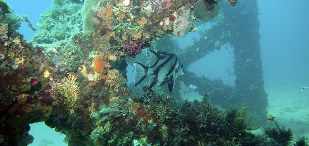 Fish in a reef Fish in a reef