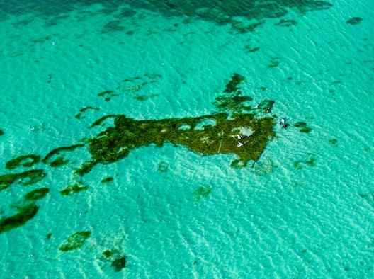 Divers collecting seagrass seeds from the water.
