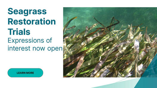 a close-up of seaweed under water