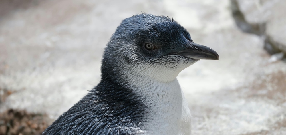 Profile photo of a penguin Profile photo of a penguin